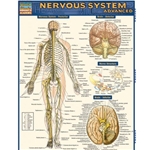 Nervous System Advanced