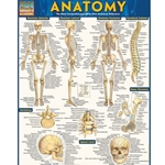 Anatomy