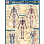 Circulatory System