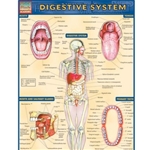 Digestive System
