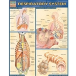 Respiratory System