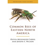 Common Bees of Eastern North America