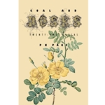 Coal and Roses