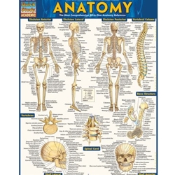 Anatomy