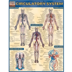 Circulatory System