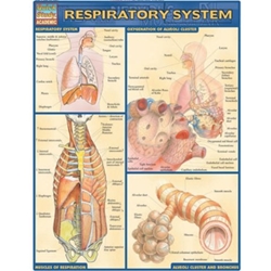 Respiratory System