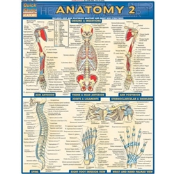 Anatomy 2