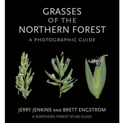 Grasses of the Northern Forest