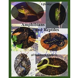 Life Size Amphibians and Reptiles of Southwestern Ontario